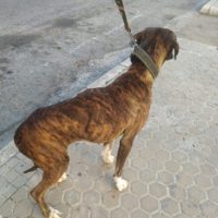 Claudia