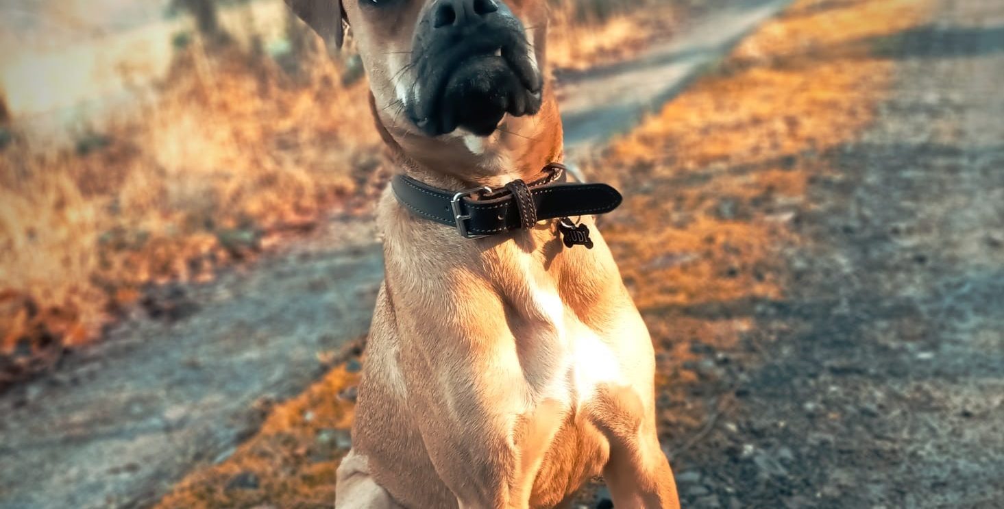 Rudi ehem. Scoobidoo