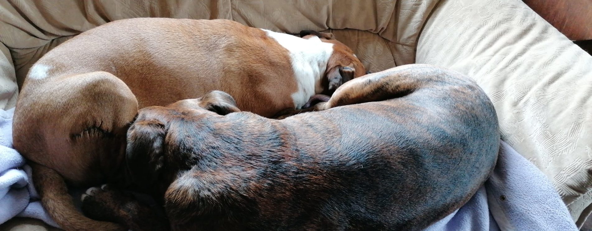 Ying und Yang