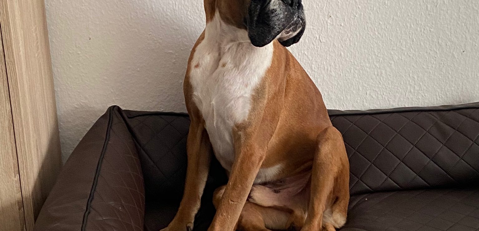 Cosmo
