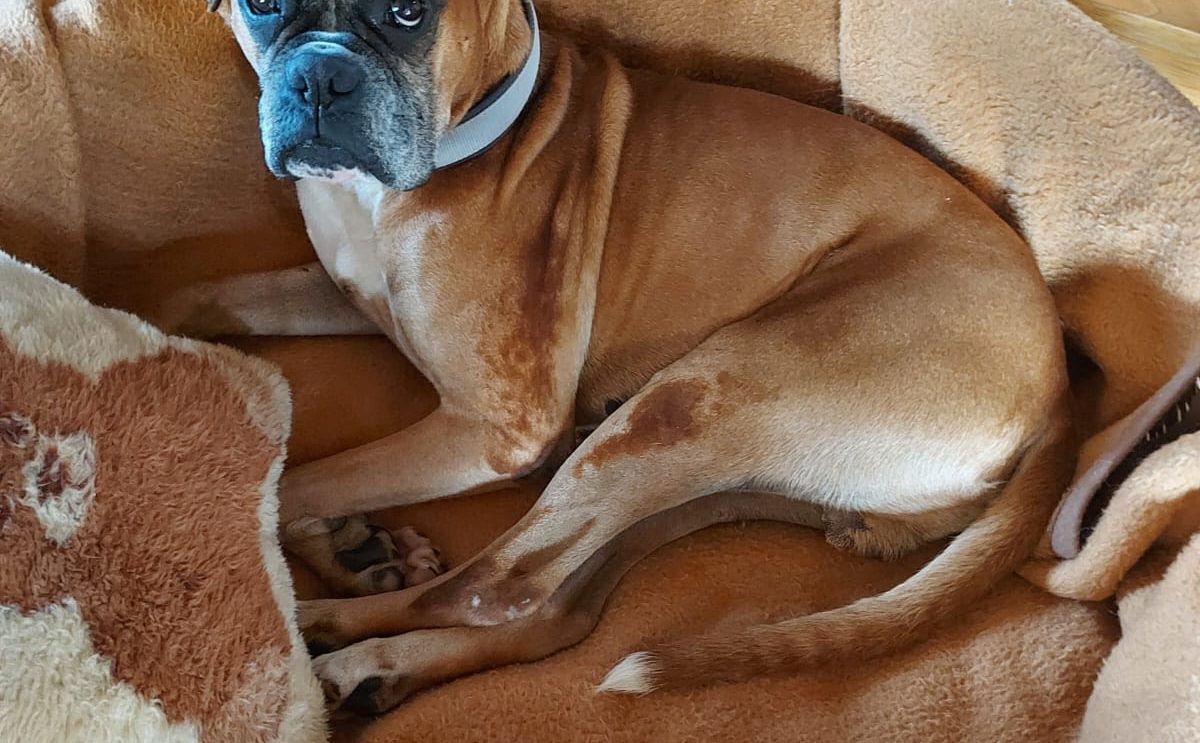 Krocky (Rocky)