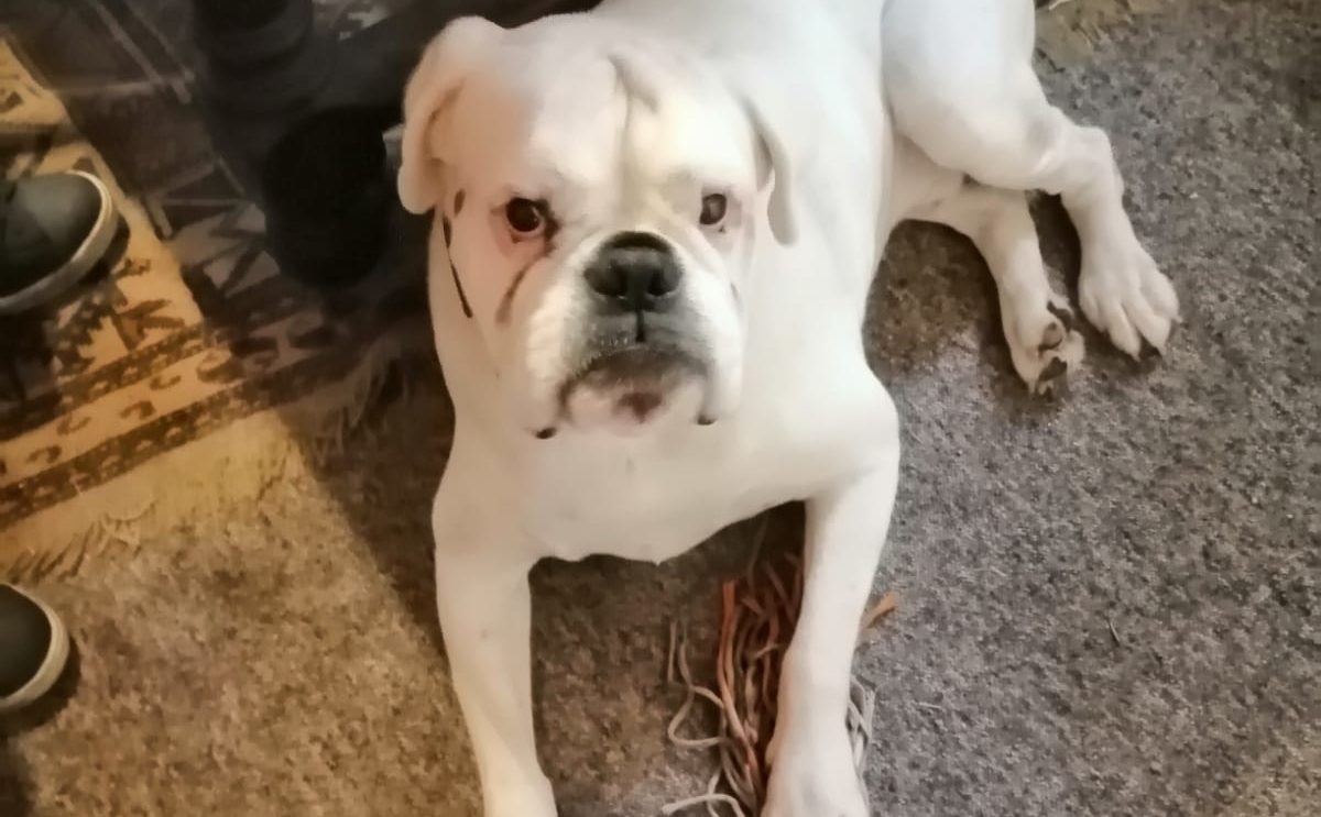 Brutus