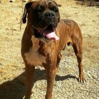 Rocky-4